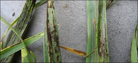 Charbon des feuilles