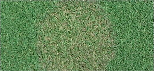 Plaque brune rhizoctonienne